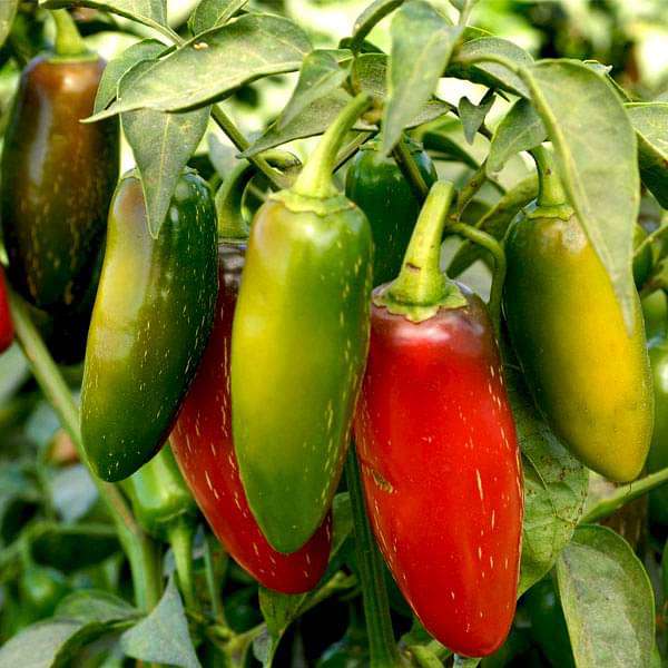 Pepper Jalapeno Vegetable Seeds